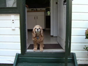 This was my dog Angel that I adored and in whose memory i've working on this project.